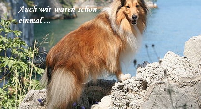 hundegalerie05